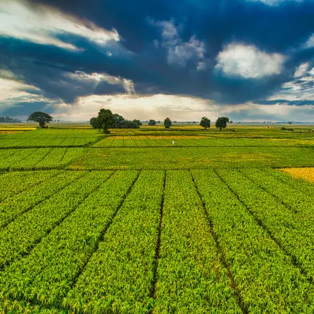 Agriculture